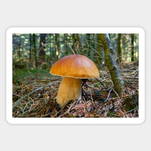 Boletus edulis. Magnet